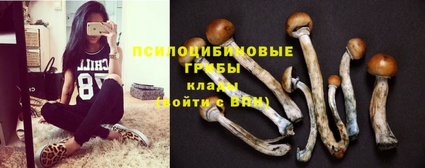 шишки Арсеньев
