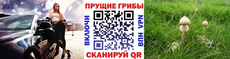 наркошоп  MEGA ссылки  Галлюциногенные грибы мухоморы  Тайшет 