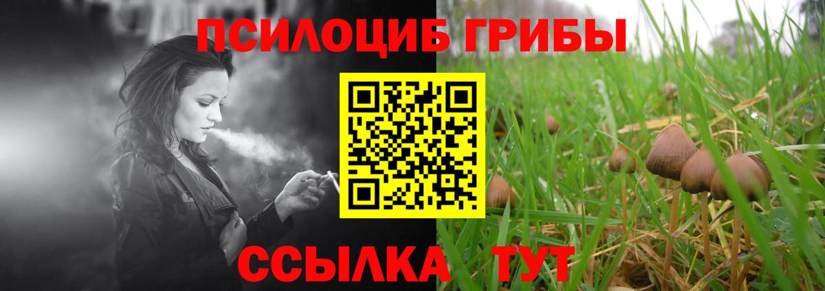 Псилоцибиновые грибы Psilocybe Тайшет